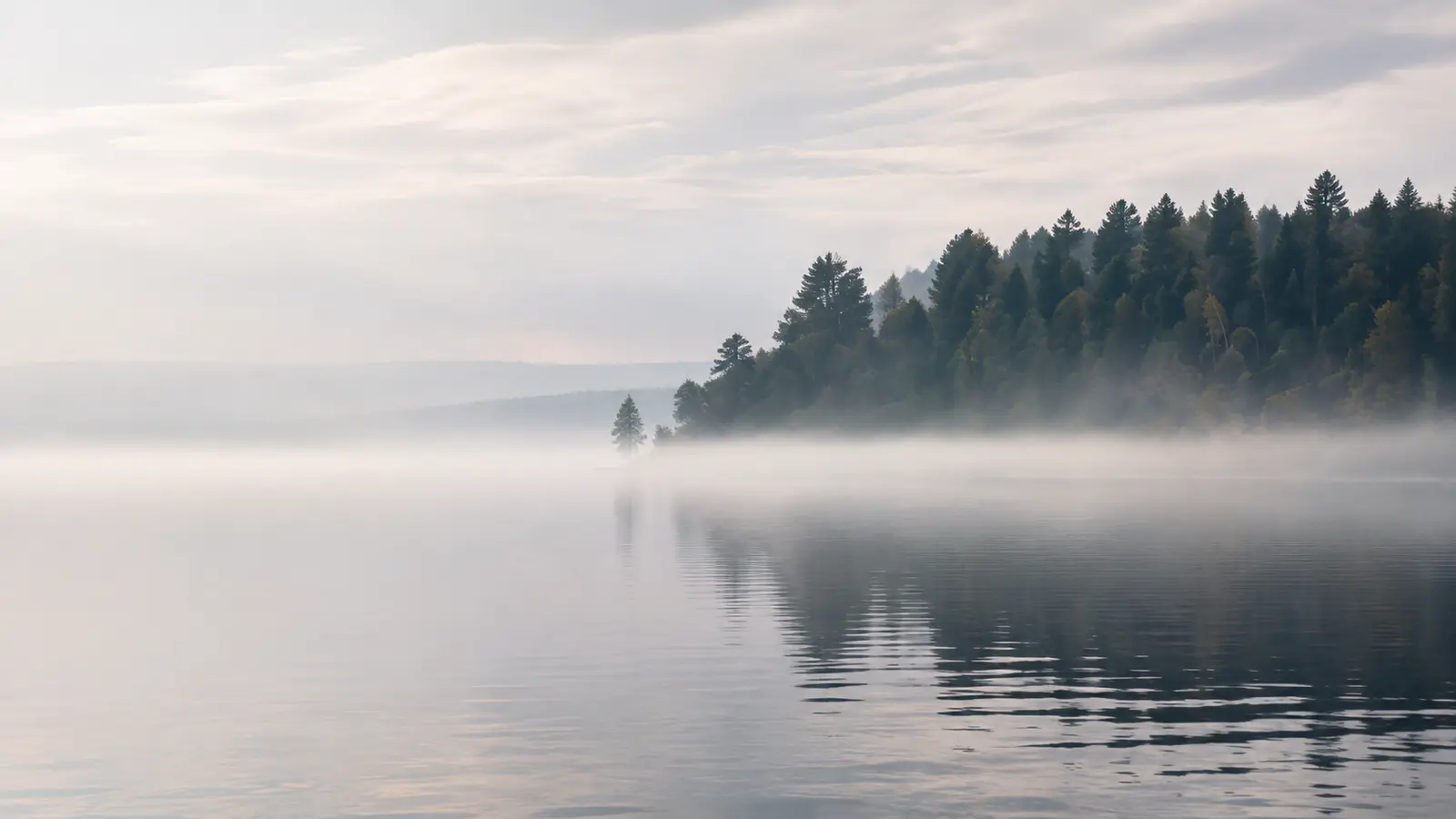 Nadelwald an einem stillen See im Morgennebel